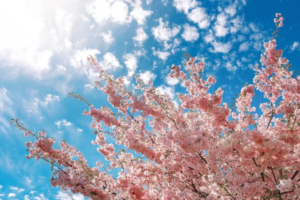 Baharda Açan Güzel Sakura Çiçeği Kiraz Çiçeği Mavi Gökyüzünde Sakura — Stok fotoğraf