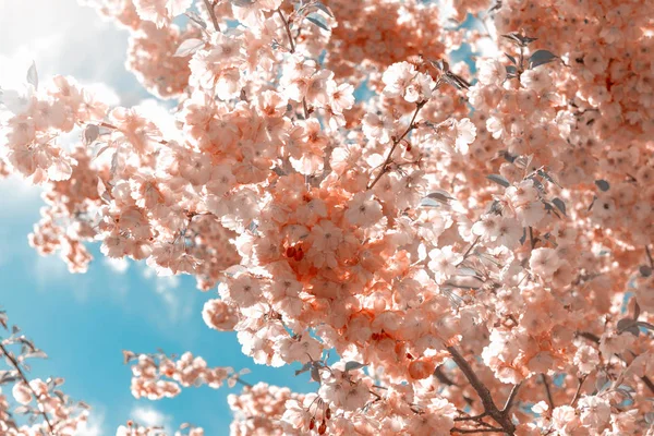 Прекрасный Цветок Сакуры Цветение Вишни Цветущий Весной Цветок Сакуры Голубом — стоковое фото