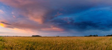 Renkli günbatımında yaz mevsiminde tarım alanının panoramik görüntüsü