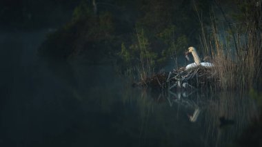 Bataklıkta yuva yapan kuğu (yüksek ISO görüntüsü)