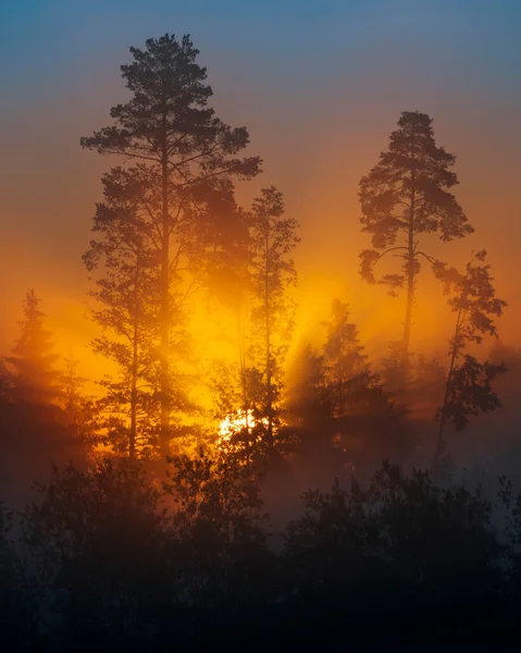 Beautiful Sun Rays Breaking Thought Forest Full Fog Summer Sunrise — Stock Photo, Image