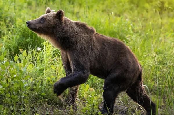 Orso Bruno Selvatico Nella Foresta Cerca Cibo Durante Sera Estate — Foto Stock