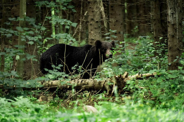 Wild brown bear in the forest looking for food during summer evening. (high ISO image)