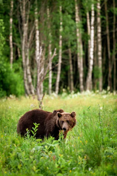 Vildbrun Björn Skogen Som Letar Efter Mat Sommarkvällen Hög Iso — Stockfoto