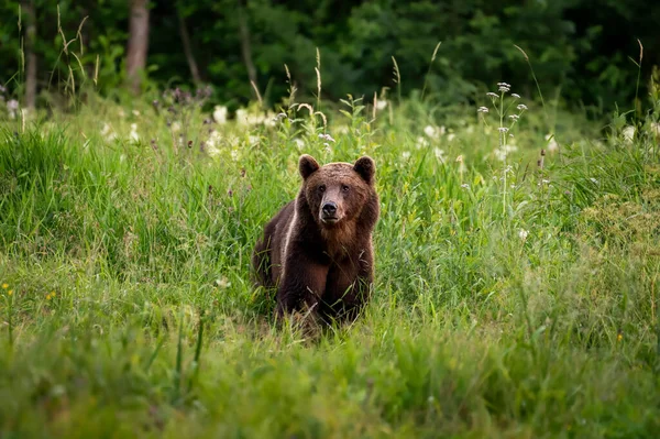 Orso Bruno Selvatico Nella Foresta Cerca Cibo Durante Sera Estate — Foto Stock