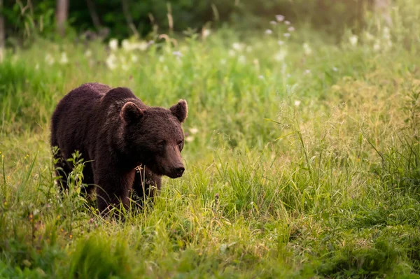Urso Castanho Selvagem Floresta Procura Comida Durante Noite Verão Imagem — Fotografia de Stock