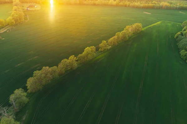 Зеленое Желтое Сельскохозяйственное Поле Сверху Захвачено Беспилотником Закате — стоковое фото