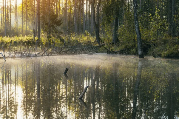 Sunrise Morning Swampy River Fallen Trees Fog Water Surface — Stock Photo, Image
