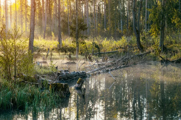 Sunrise Morning Swampy River Fallen Trees Fog Water Surface — Stock Photo, Image