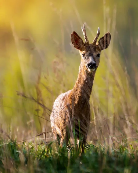 Jeunes Chevreuils Dans Herbe Verte Haute Pendant Matinée Été — Photo