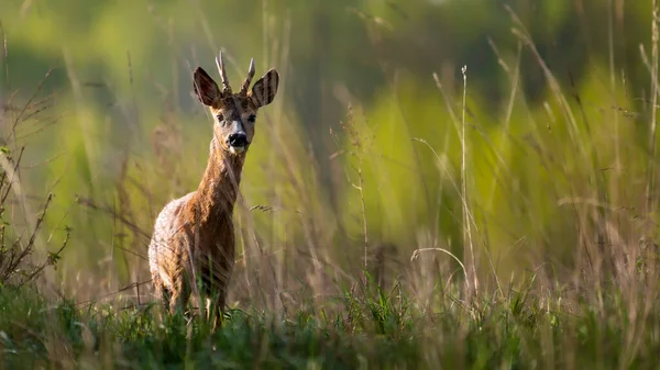 夏天的早晨 小鹿在青草丛中 — 图库照片