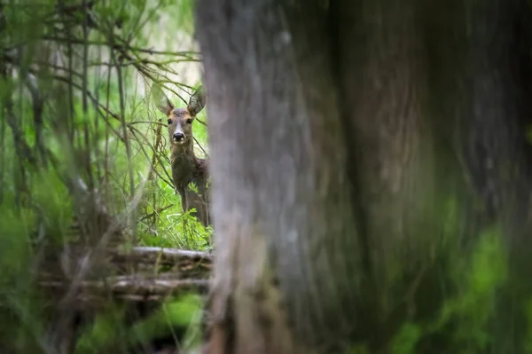 夏の朝 背の高い緑の草の中に若い色の鹿 — ストック写真