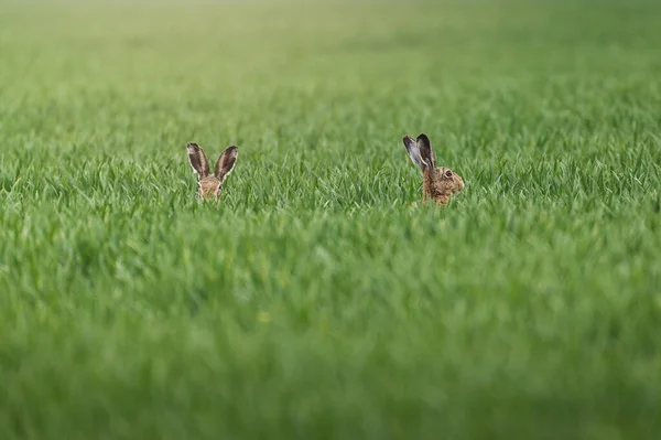 Wild hare in green agriculture field during sunrise