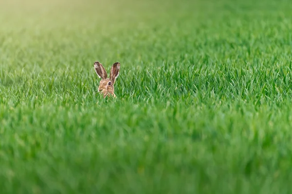 Wild hare in green agriculture field during sunrise
