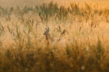Çimen tarlasında yiyecek arayan genç, vahşi bir geyik. (Yüksek ISO resmi)