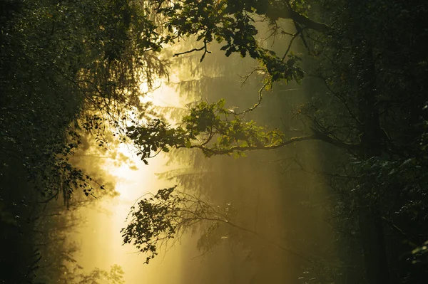 Traumhafter Sonnenaufgang Mit Sonnenstrahlen Die Durch Den Wald Scheinen — Stockfoto