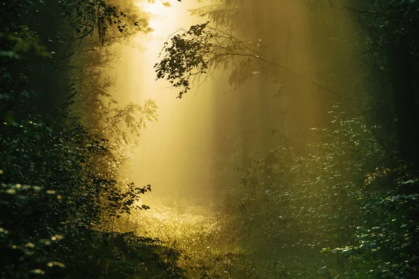 Мрійливий Схід Сонця Сонячними Променями Сяють Лісом — стокове фото