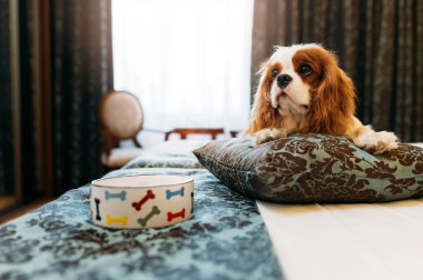 Şövalye Kral Charles Spaniel köpek içerde dinleniyor.