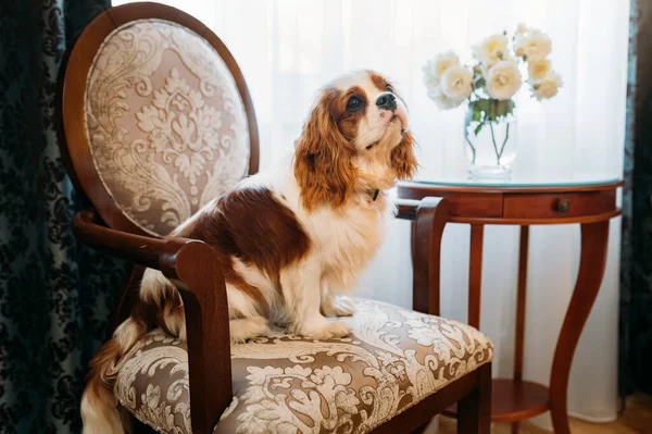 Cavalier King Charles Spaniel Σκυλί Εσωτερικούς Χώρους Ανάπαυσης Στην Καρέκλα — Φωτογραφία Αρχείου