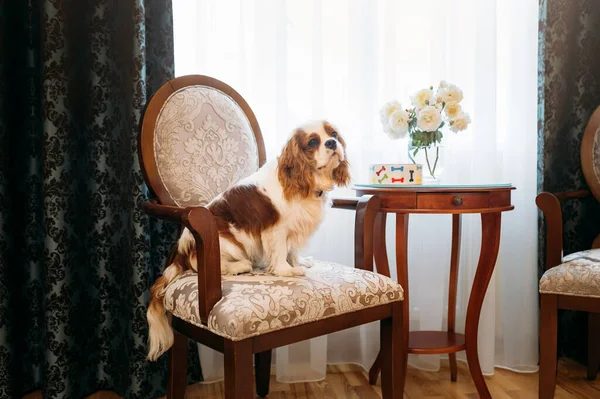 Kavalier King Charles Spaniel Hund Drinnen Ruht Stuhl — Stockfoto