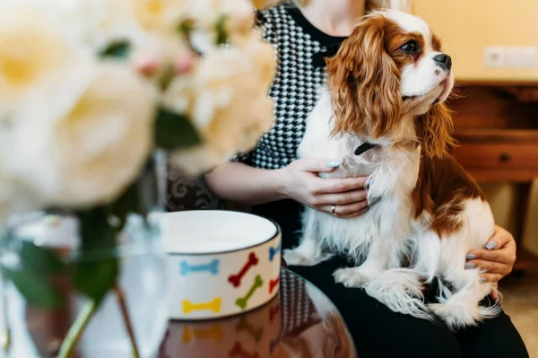 Cavalier King Charles Spaniel Hund Ruht Schoß Seiner Besitzerin — Stockfoto