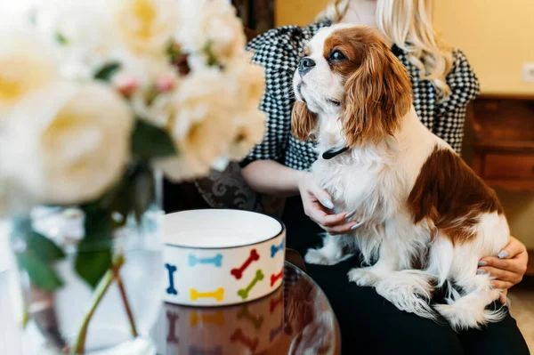 Cavalier King Charles Spaniel Hond Binnen Rusten Schoot Van Vrouwelijke — Stockfoto