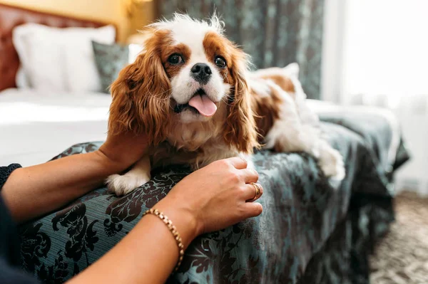 Şövalye Kral Charles Spaniel evde dinleniyor ve ev sahibi tarafından okşanıyor.