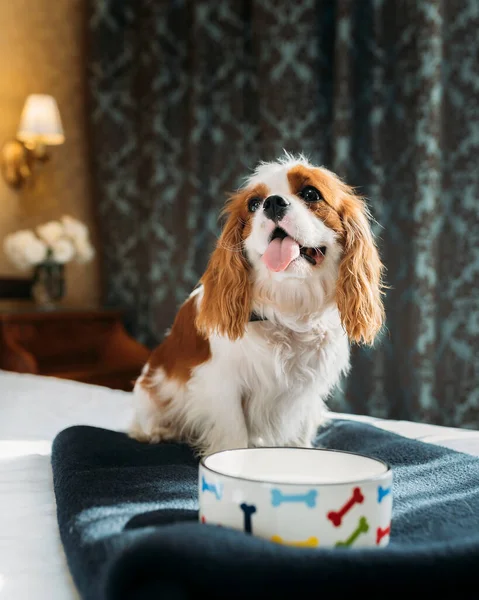 Кавалер Король Чарльз Спаниель Собака Помещении Покоится Кресле — стоковое фото