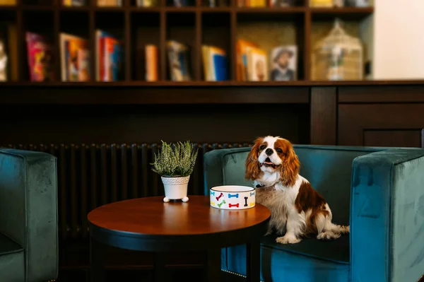 Cavalier King Charles Spaniel Hond Binnen Rustend Stoel — Stockfoto