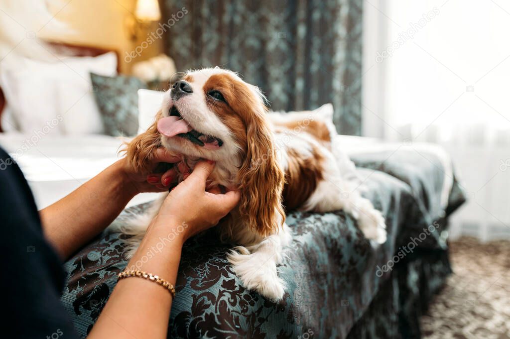 Cavalier King Charles Spaniel dog indoors resting in the bed and being petted by the owner