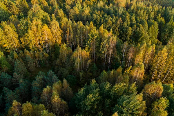 Luftaufnahme Des Dichten Waldes Bei Sonnenuntergang Herbst — Stockfoto