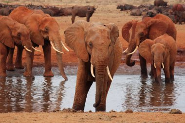 Afrika Tsavo Safari