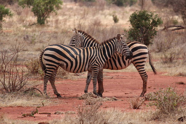 Safari in Africa Tsavo