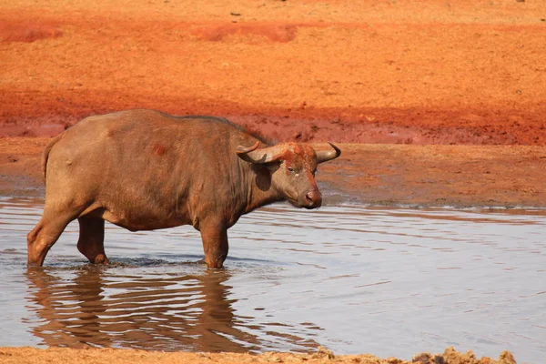 Safari Africe Tsavo — Stock fotografie