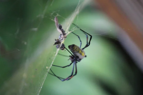 Spider Web Africa — Stock Photo, Image