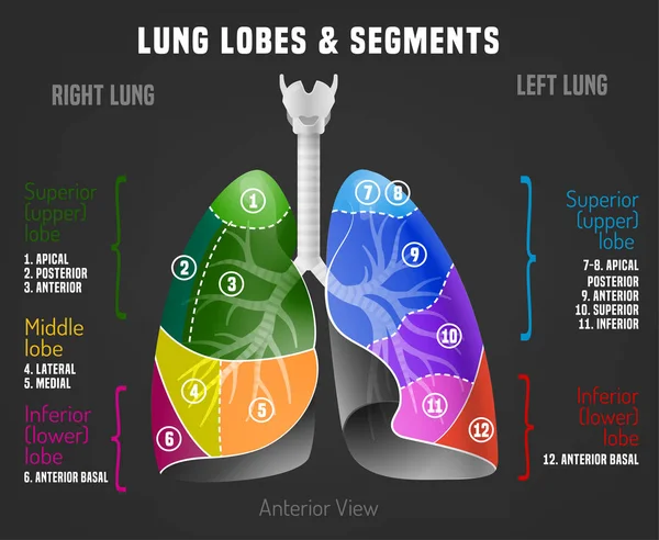 Människans lungor infographic — Stock vektor