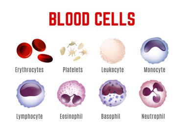 Blood Cells Poster clipart