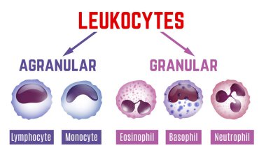 Leukocytes scheme image clipart