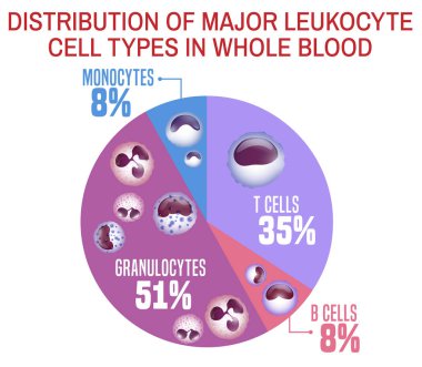 Leukocytes types scheme clipart