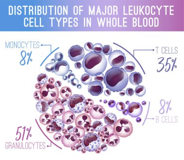 Major leukocytes types scheme clipart