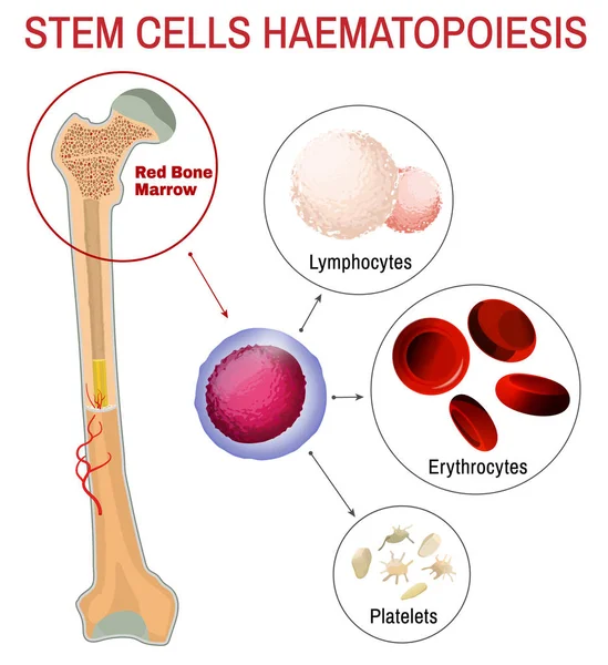 Blood stem cells haematopoiesis — Stock Vector