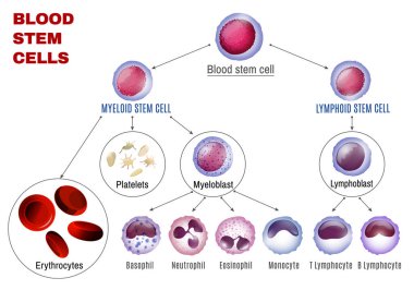 Blood Stem Cells clipart