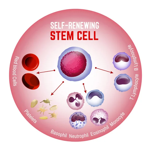 Cellula staminale autorinnovante — Vettoriale Stock