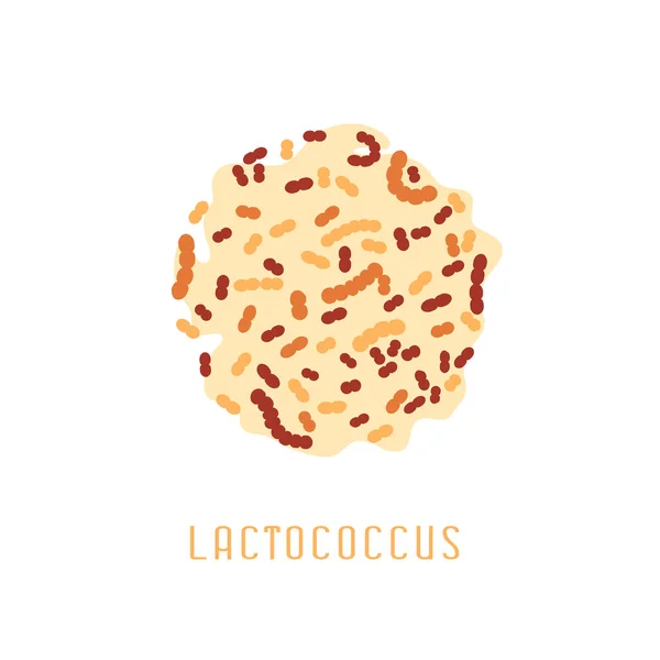 Lactobacillus acidophilus obrázek — Stockový vektor