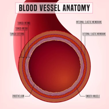 Blood Vessel Anatomy clipart