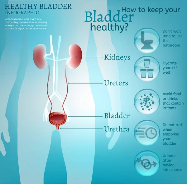 건강 한 방광 infographic — 스톡 벡터