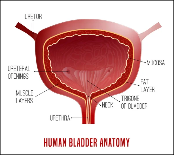 膀胱解剖图像 — 图库矢量图片