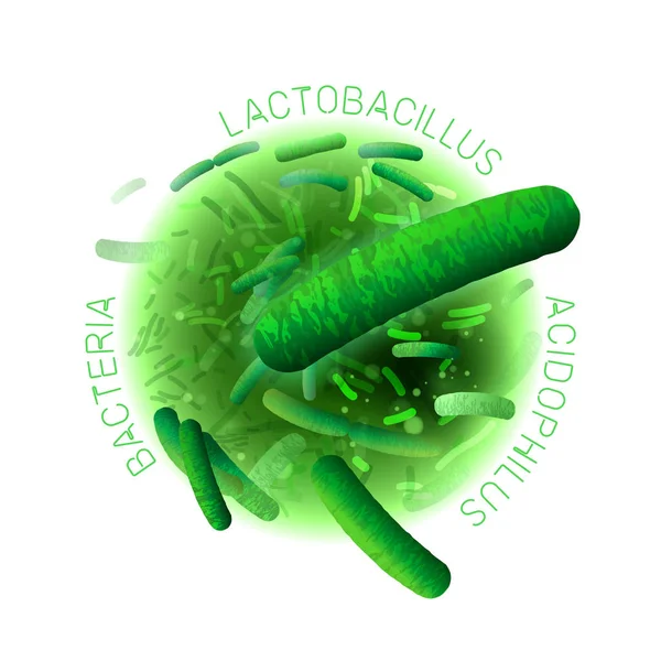 Gambar Probiotik Lactobacillus - Stok Vektor