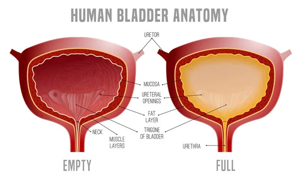 Esquema de Anatomia da Bexiga —  Vetores de Stock