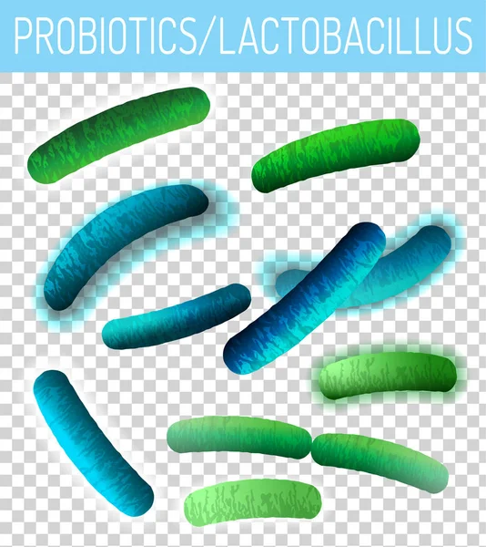 Lactobacillus probiotikumok kép — Stock Vector